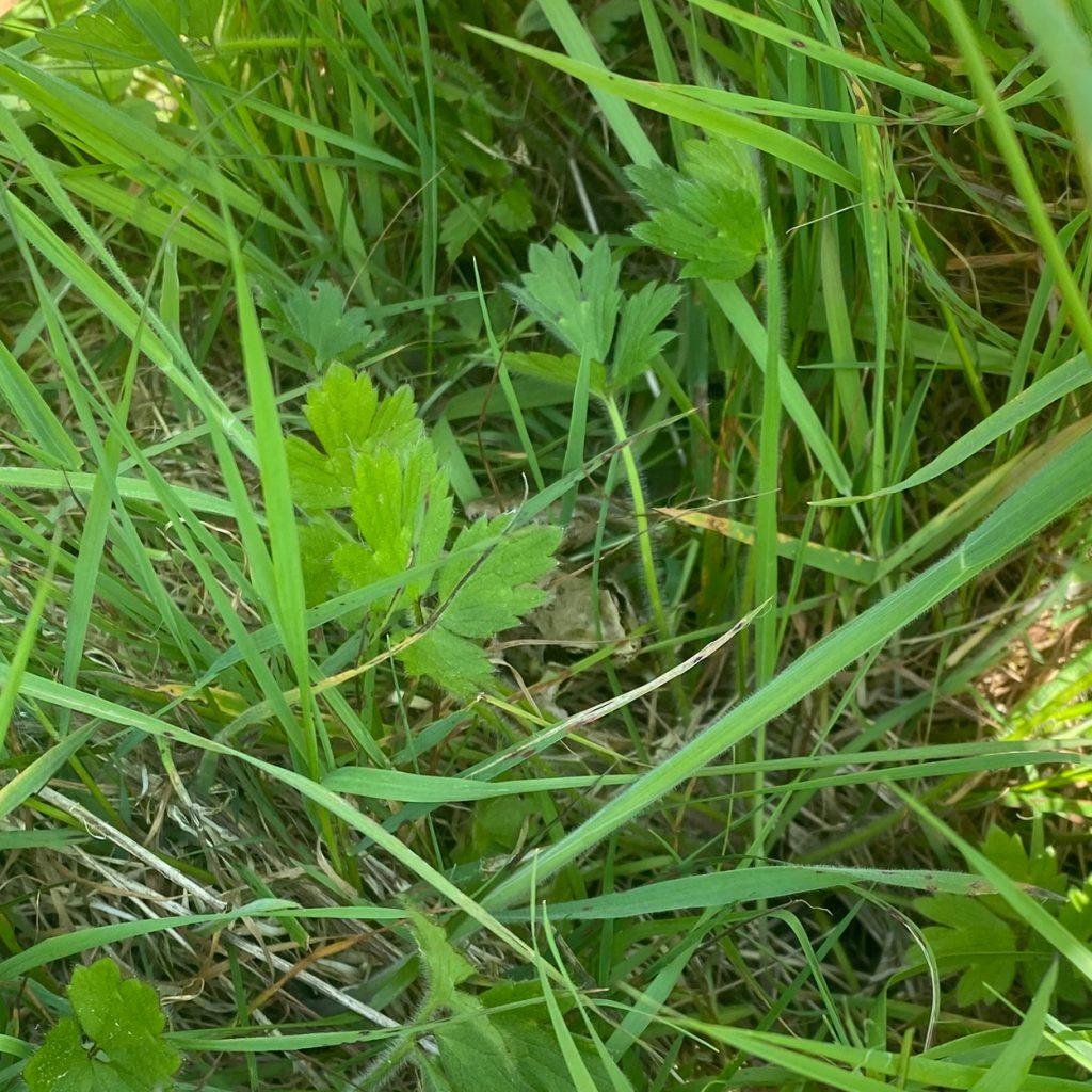 A frog hiding in the long grass. camouflage and hard to pot. Its black eyes and black stripe on the back is barely visible through the long blades of grass.