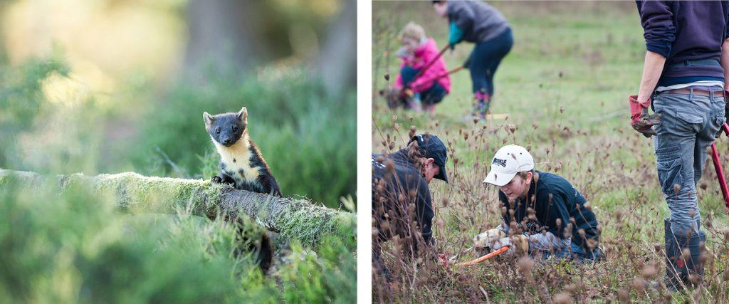 A Pine marten perched on a small log out in the wild. Children discovering wildlife and using tools to take samples.
