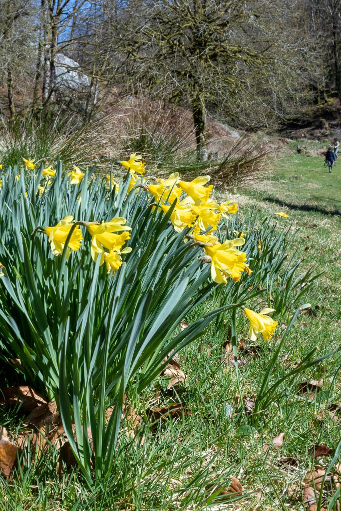 Beautiful bright yellow daffodils grown in areas around Ashcombe Gardens at Simonsbath, Exmoor.