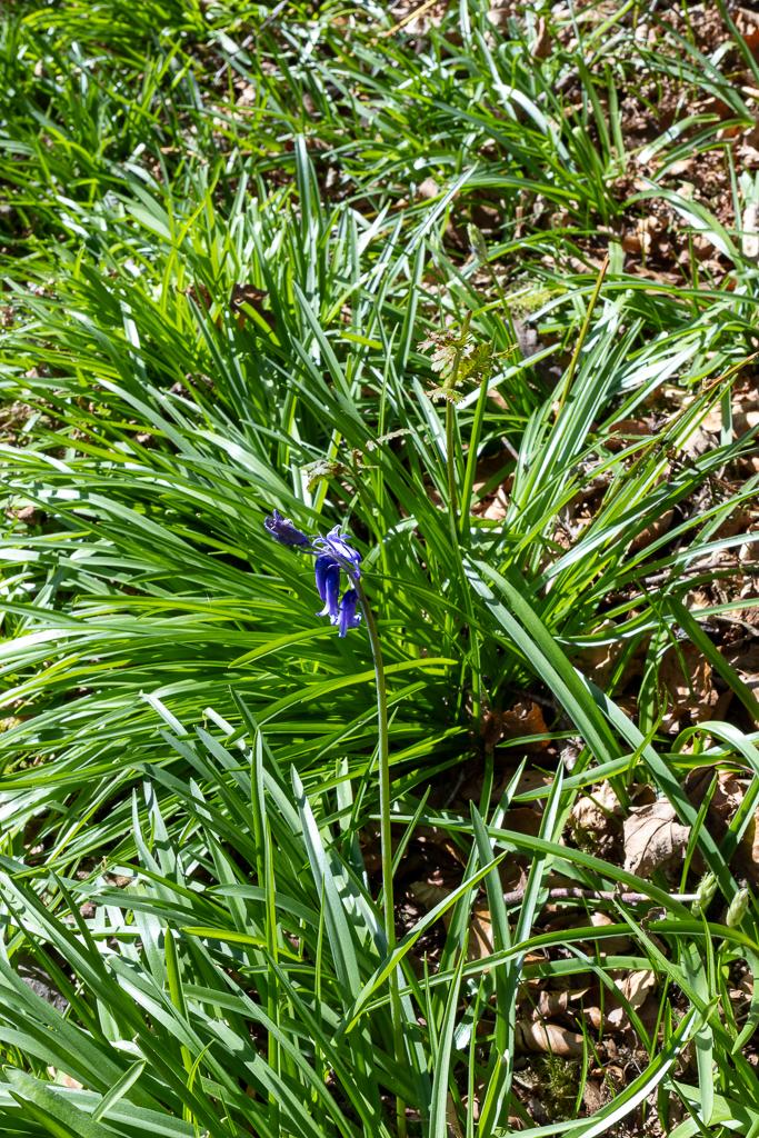 Wild bluebells starting to grow along the path at Ashcombe Gardens in Simonsbath, Exmoor.
