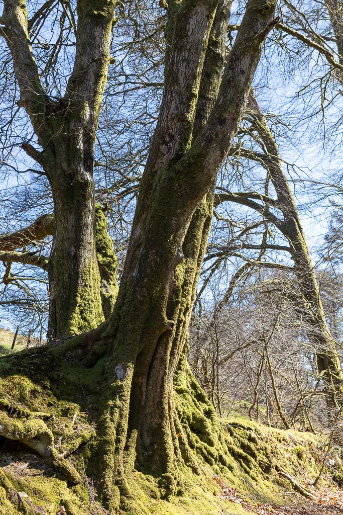 Tall trees covered in light moss and baked in sunlight on a bank in Exmoor National Park.