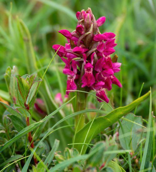 Early Marsh Orchid early marsh Orchid wild flower in habitat