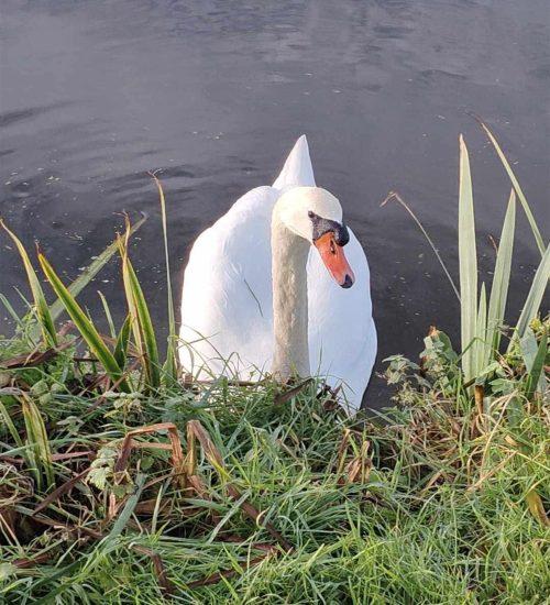 ND Coast Nationla Landscape – Braunton Burrows Volunteer day (3) White swan with a orange beak, near the water's edge, surrounded by grass and tall reeds